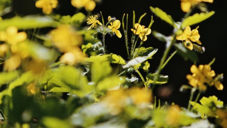 Снимка: архив, БГНЕС