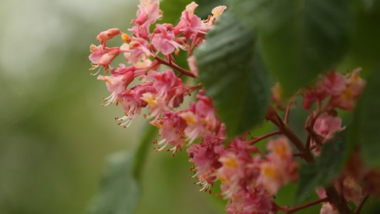 Снимка: архив, БГНЕС