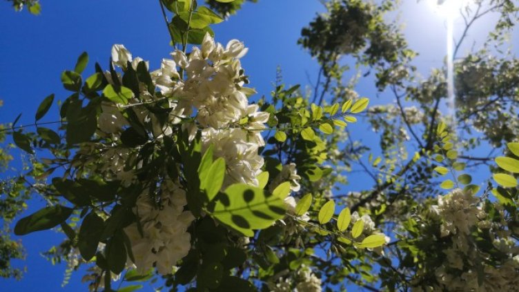 Снимка: архив, БГНЕС