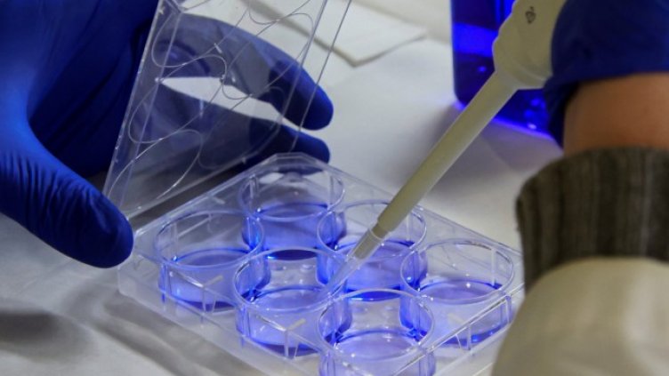 Снимка: архив, БГНЕС