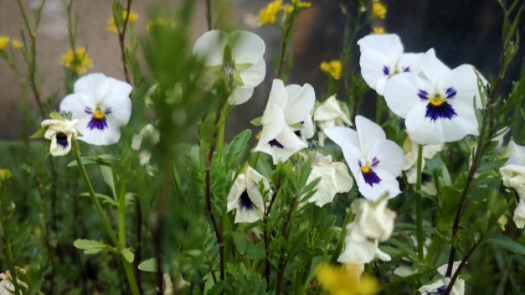 Снимка: архив, БГНЕС