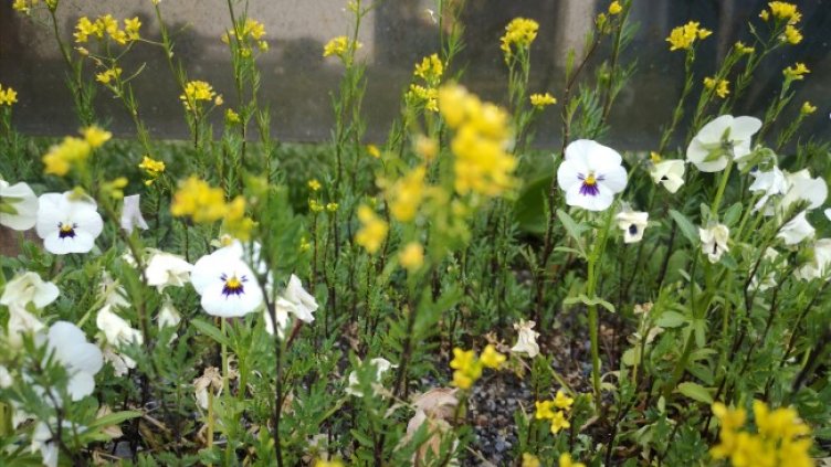 Снимка: архив, БГНЕС