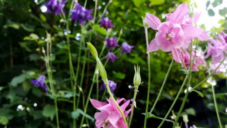 Снимка: архив, БГНЕС