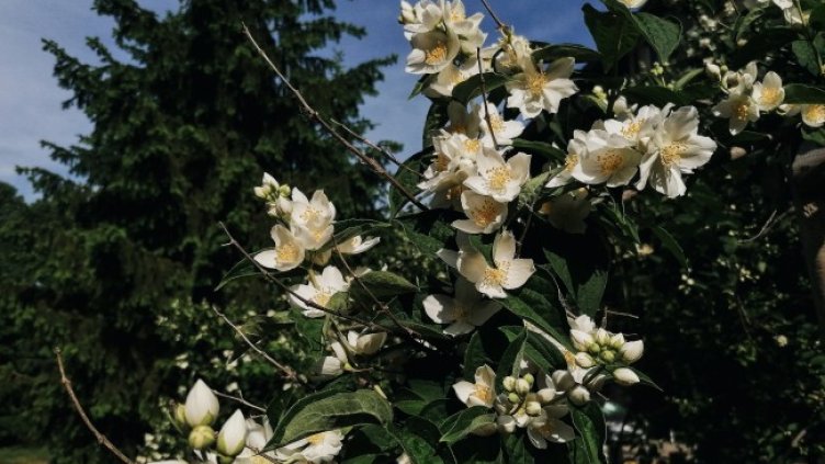 Снимка: архив, БГНЕС