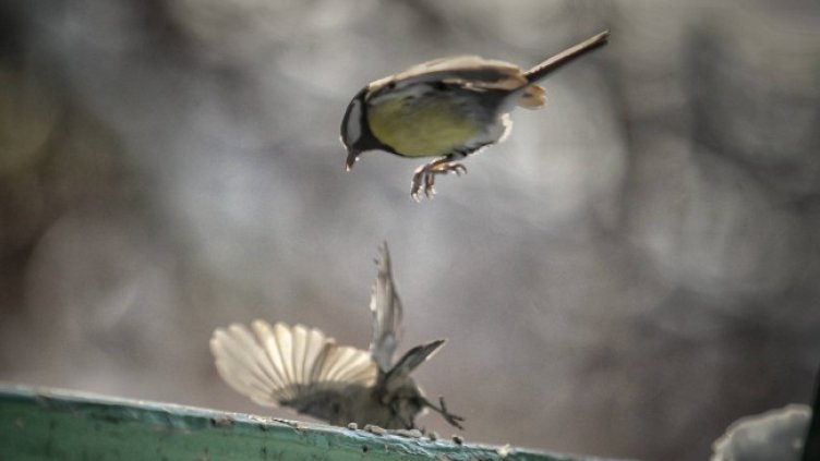 Снимка: Димитър Кьосемарлиев, Dnes.bg