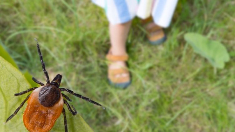 Снимка: Istock