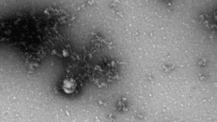 Снимка: архив, БГНЕС