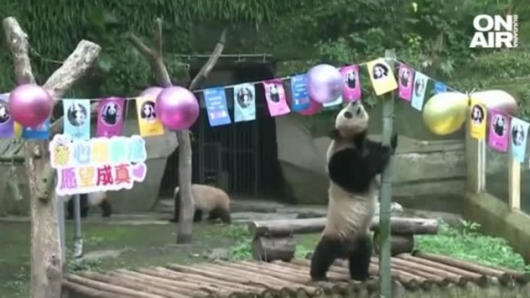 Голямо парти за панди в Китай