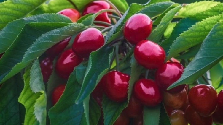 Снимка: Pixabay