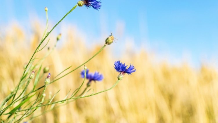 Снимка: Pixabay