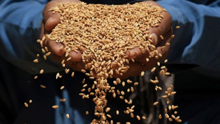 Снимка: архив, БГНЕС