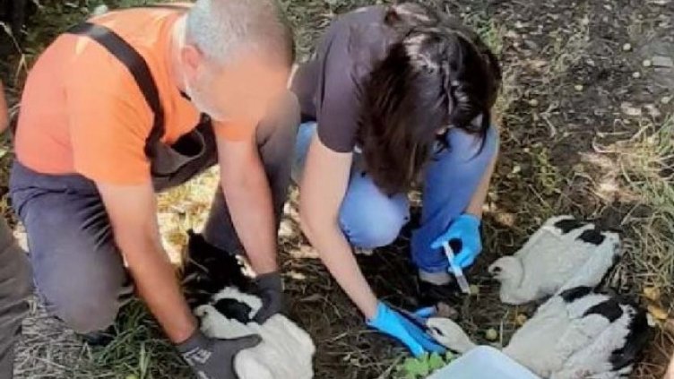 ЕРМ Запад съдейства за спасяване на четири щъркелчета, останали без родител