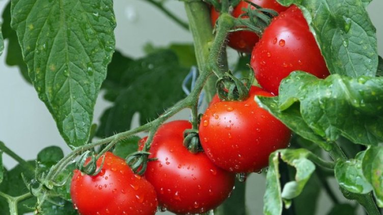 Снимка: Pixabay