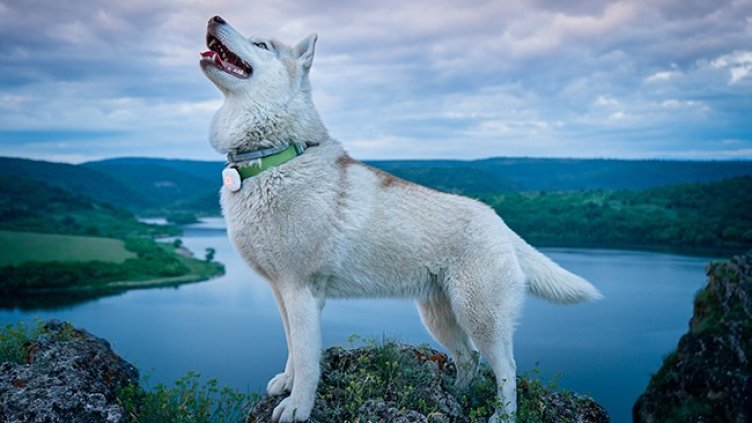 MyKi Spot &ndash; гарантираното спокойствие за всички стопани 