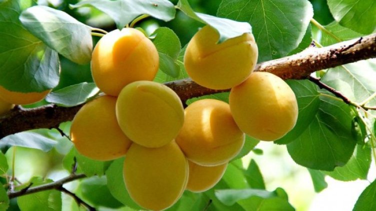 Снимка: Pixabay