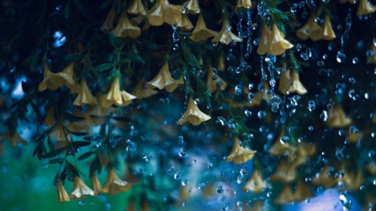 Снимка: Pixabay