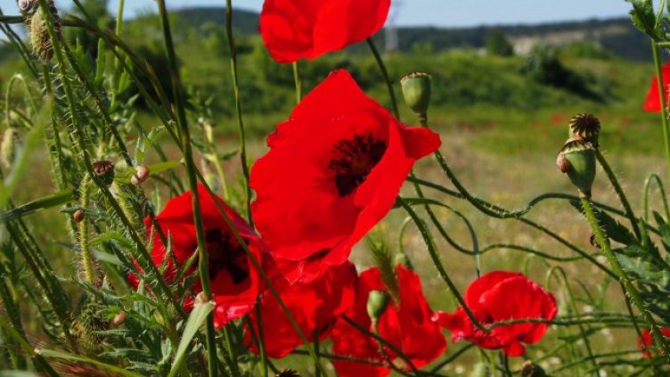 Снимка: архив, БГНЕС