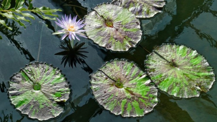 Снимка: Pixabay