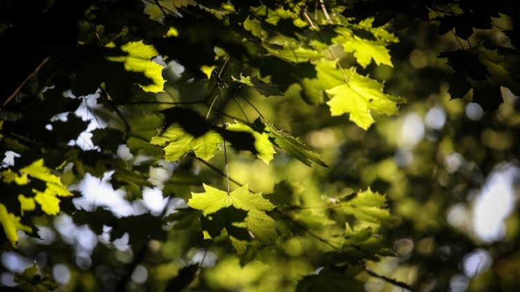 Снимка: архив, БГНЕС