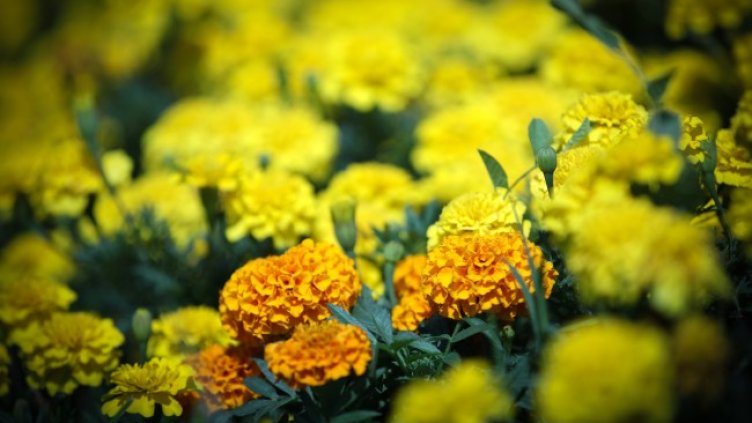 Снимка: архив, БГНЕС