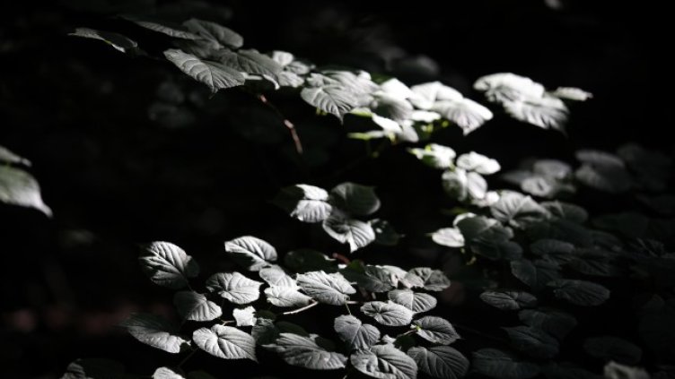 Снимка: архив, БГНЕС