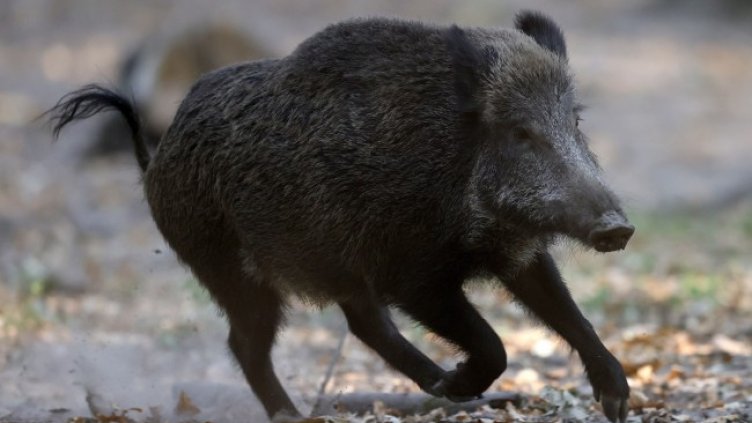 Снимка: архив, БГНЕС