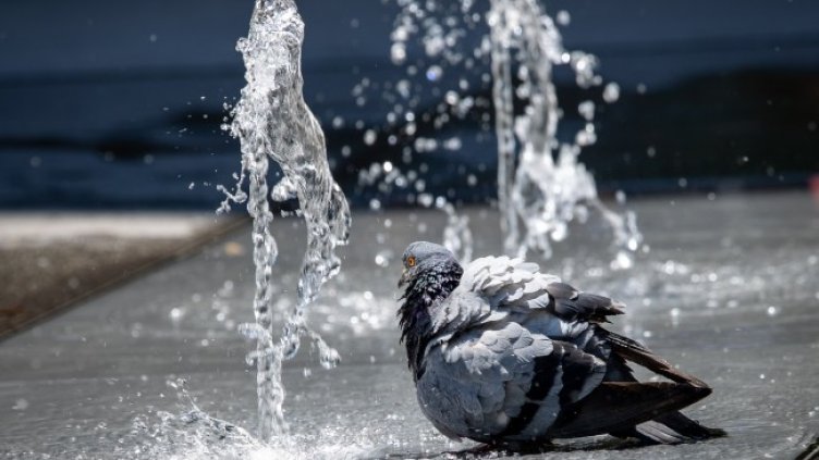 Снимка: БГНЕС