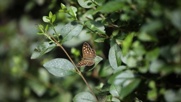 Снимка: архив, БГНЕС