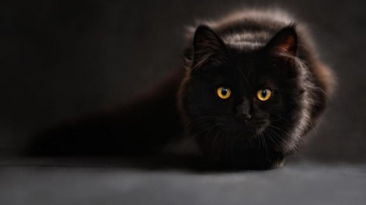 Снимка: Pixabay