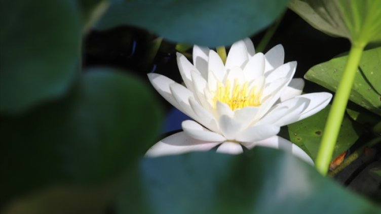 Снимка: архив, БГНЕС