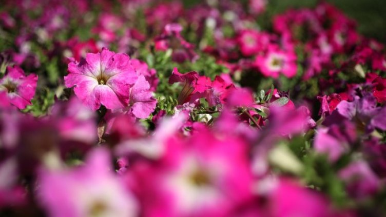 Снимка: архив, БГНЕС