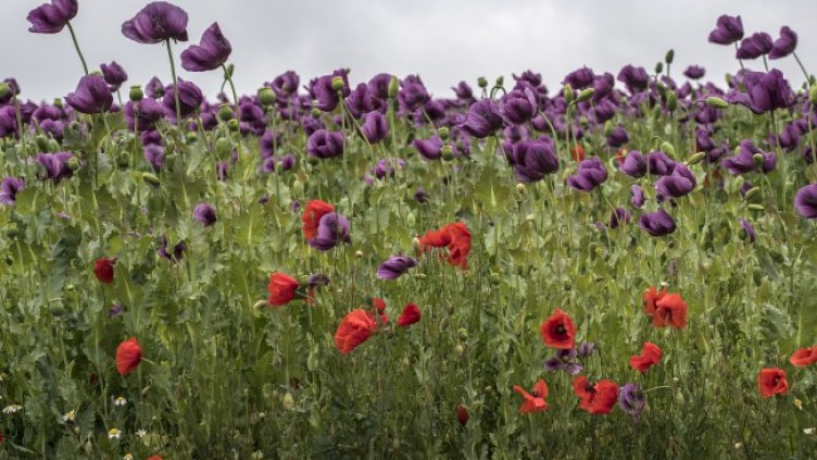 Снимка: архив, БГНЕС