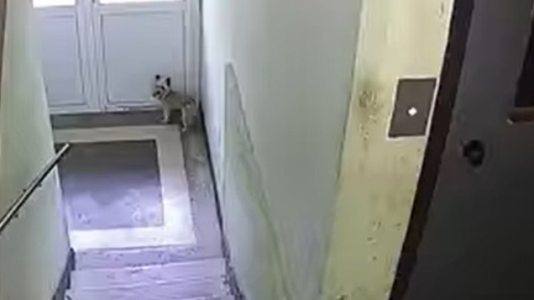 Видео с побой над куче разстърси интернет (+18)