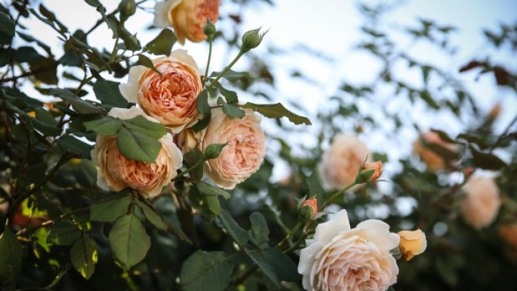 Снимка: архив, БГНЕС