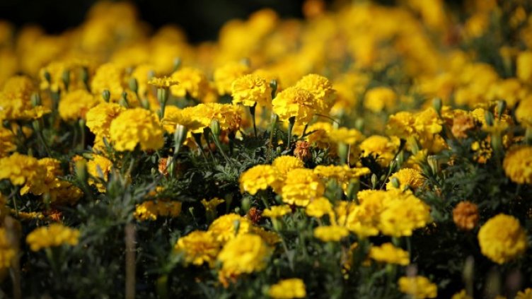 Снимка: архив, БГНЕС