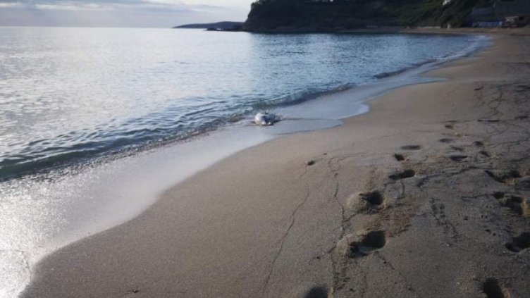 Снимка: архив, БГНЕС