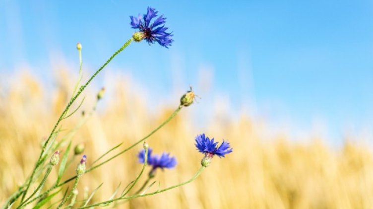 Снимка: Pixabay