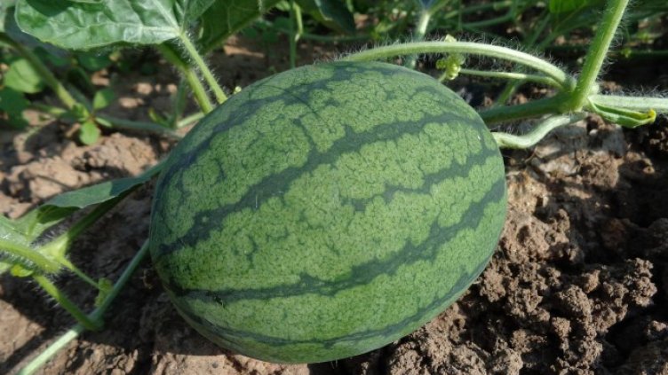 Снимка: Pixabay