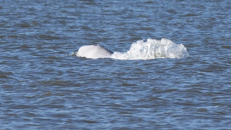 Снимка: архив, БГНЕС