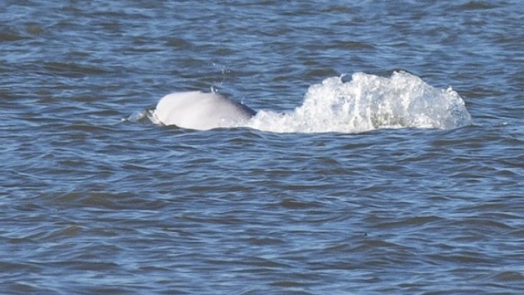 Снимка: БГНЕС, архив
