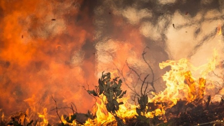 Снимка: Pixabay