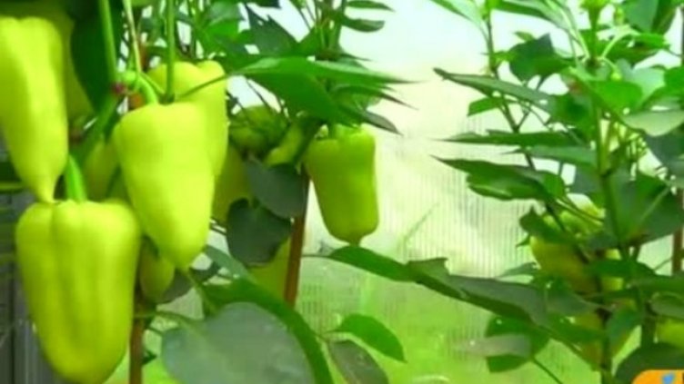 Снимка: Bulgaria ON AIR