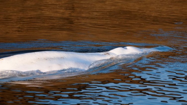 Снимка: архив, БГНЕС