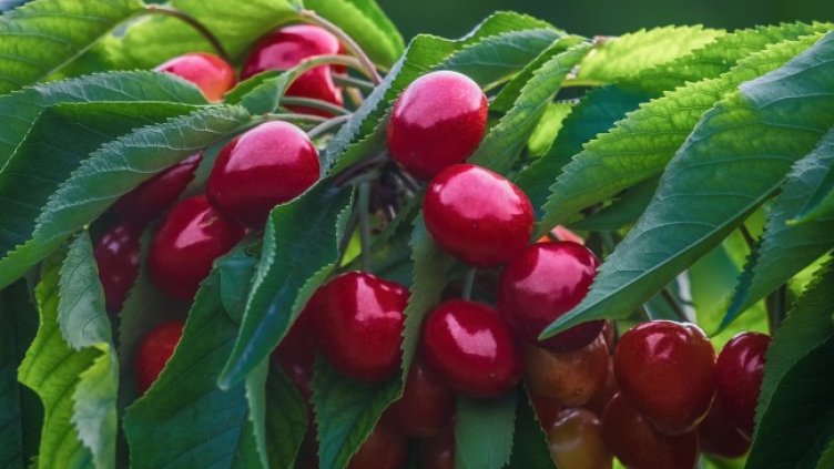 Снимка: Pixabay