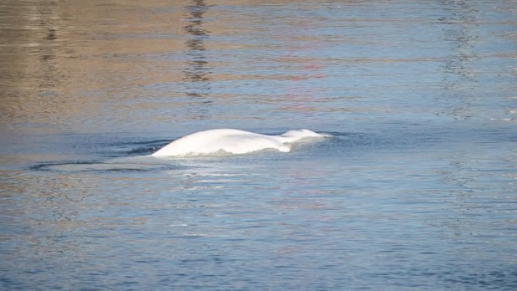 Снимка: архив, БГНЕС