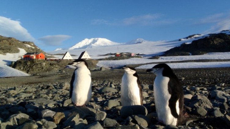 Снимка: Български антарктически институт