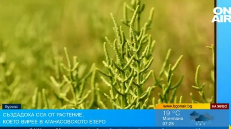 Снимка: Bulgaria ON AIR