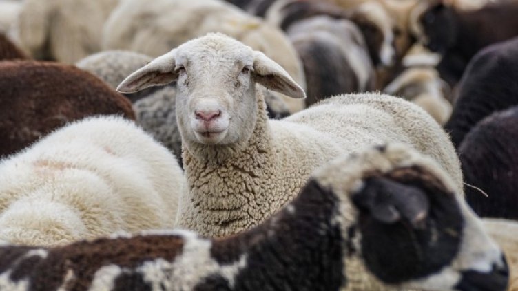 Снимка: Pixabay