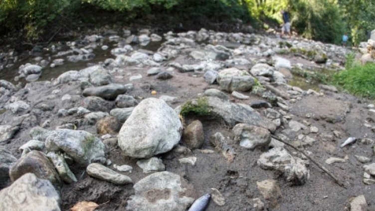 Снимка: Димитър Кьосемарлиев, Dnes.bg