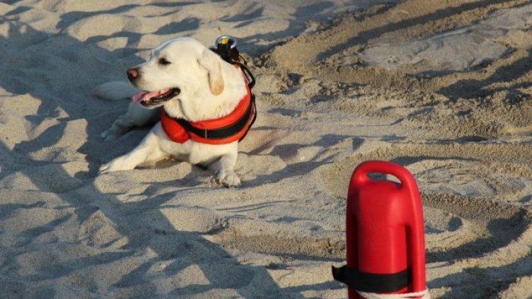 Снимка: Pixo5, Pixabay